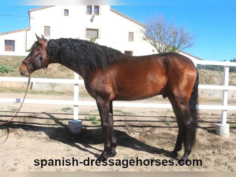 PRE Blandning Hingst 4 år 166 cm Brun in Barcelona