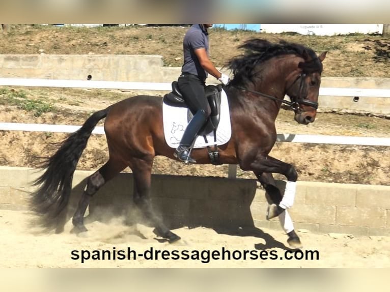 PRE Blandning Hingst 4 år 166 cm Brun in Barcelona