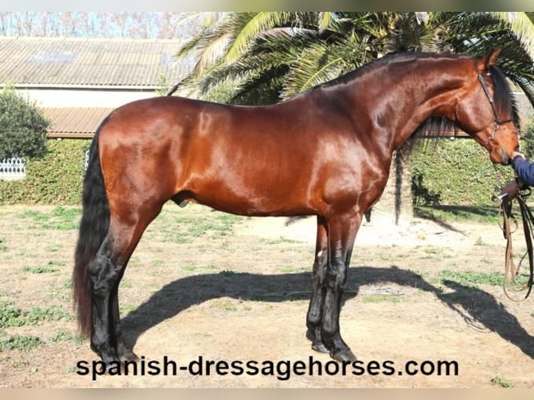 PRE Blandning Hingst 4 år 166 cm Brun in Barcelona