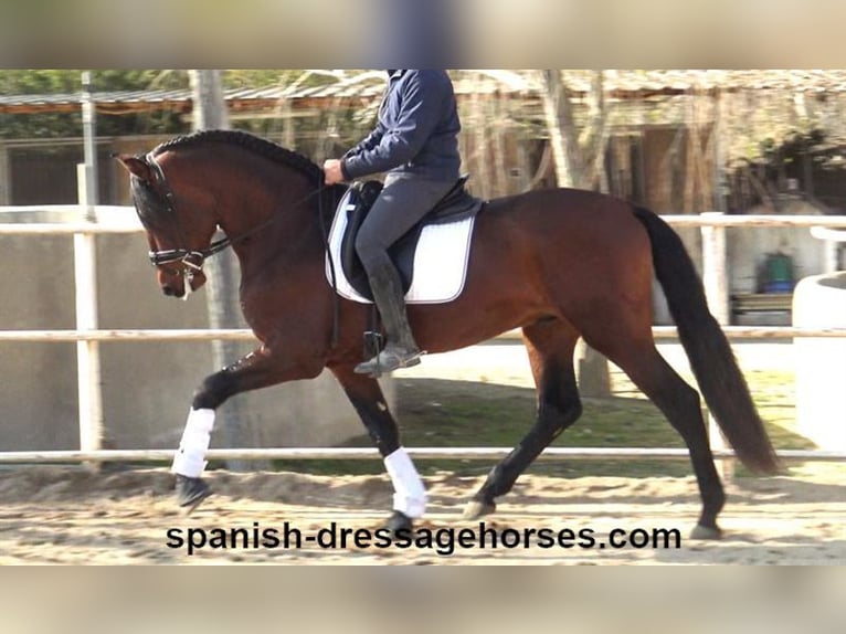 PRE Blandning Hingst 4 år 166 cm Brun in Barcelona