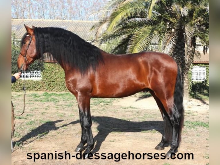 PRE Blandning Hingst 4 år 166 cm Brun in Barcelona