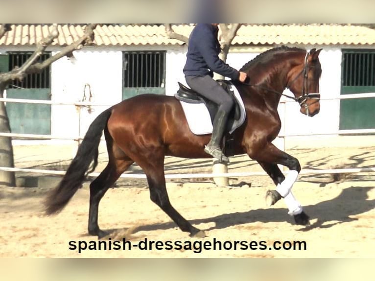 PRE Blandning Hingst 4 år 166 cm Brun in Barcelona