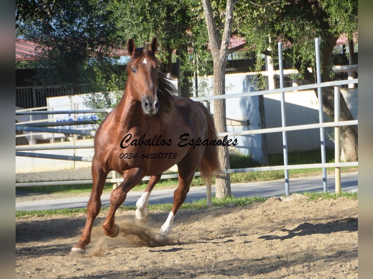 PRE Hingst 4 år 166 cm fux in Vejer de la Frontera