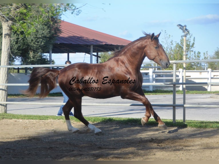 PRE Hingst 4 år 166 cm fux in Vejer de la Frontera