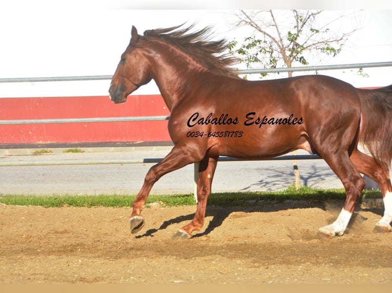 PRE Hingst 4 år 166 cm fux in Vejer de la Frontera