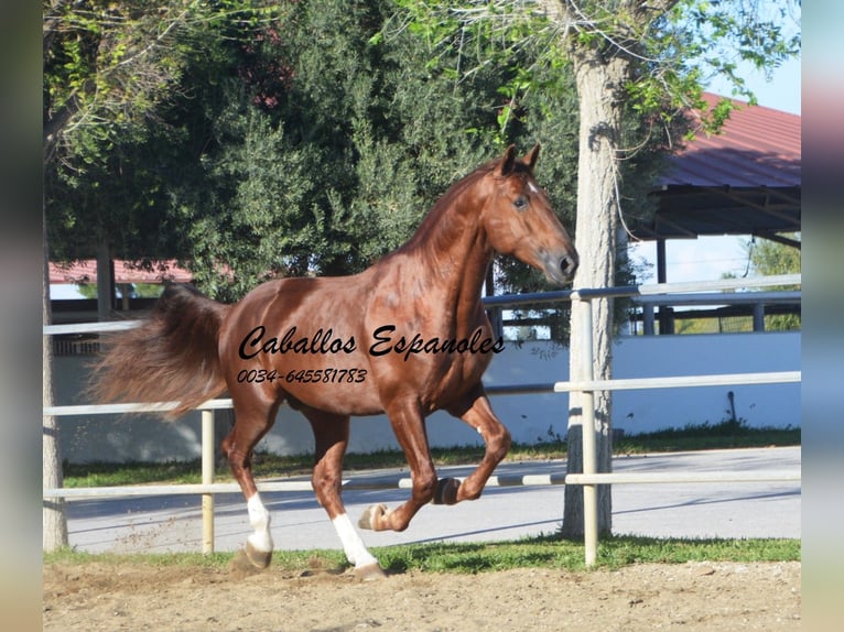 PRE Hingst 4 år 166 cm fux in Vejer de la Frontera