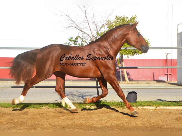 PRE Hingst 4 år 166 cm fux in Vejer de la Frontera