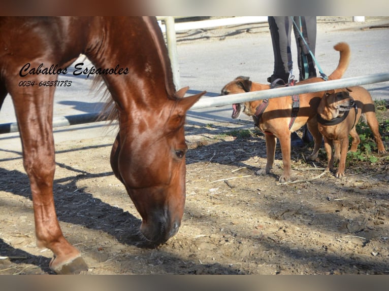 PRE Hingst 4 år 166 cm fux in Vejer de la Frontera