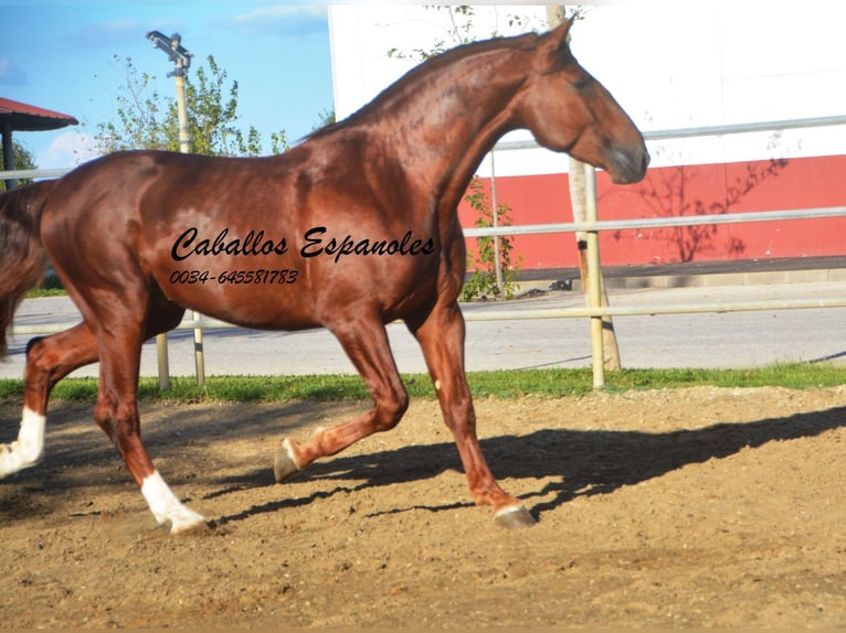 PRE Hingst 4 år 166 cm fux in Vejer de la Frontera