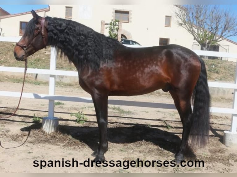 PRE Blandning Hingst 4 år 166 cm Mörkbrun in Barcelona