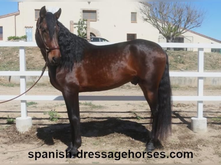 PRE Blandning Hingst 4 år 166 cm Mörkbrun in Barcelona