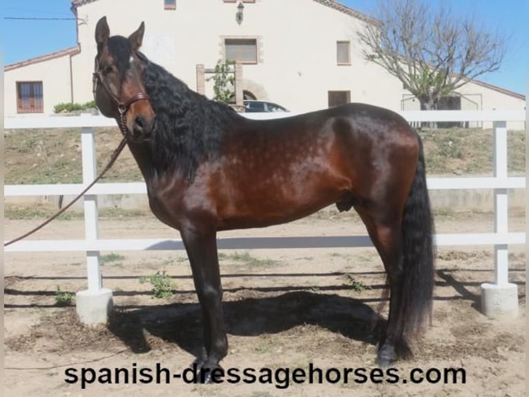 PRE Blandning Hingst 4 år 166 cm Mörkbrun in Barcelona