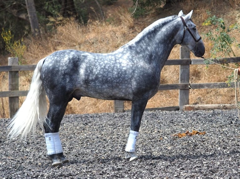 PRE Blandning Hingst 4 år 167 cm Grå in NAVAS DEL MADRONO