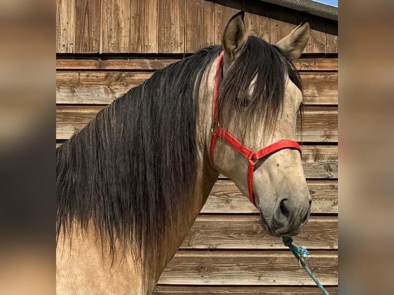 PRE Blandning Hingst 4 år 169 cm Black in Barcelona