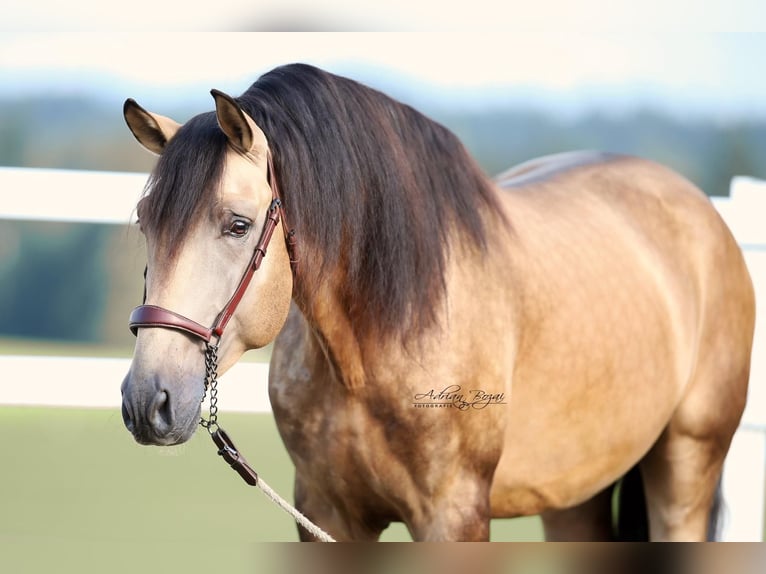 PRE Hingst 4 år 169 cm Black in Sigmarszell