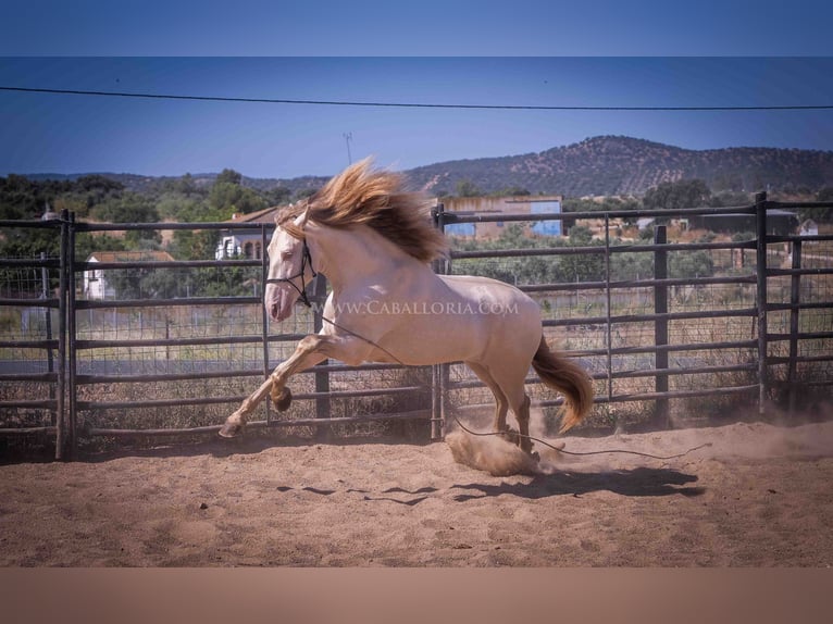 PRE Hingst 4 år 171 cm Perlino in Rafelguaraf