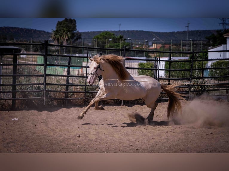 PRE Hingst 4 år 171 cm Perlino in Rafelguaraf