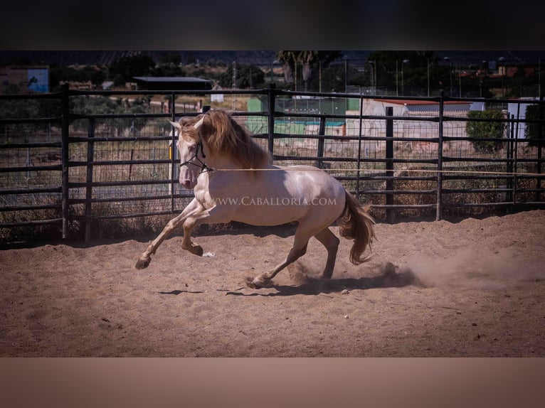 PRE Hingst 4 år 171 cm Perlino in Rafelguaraf