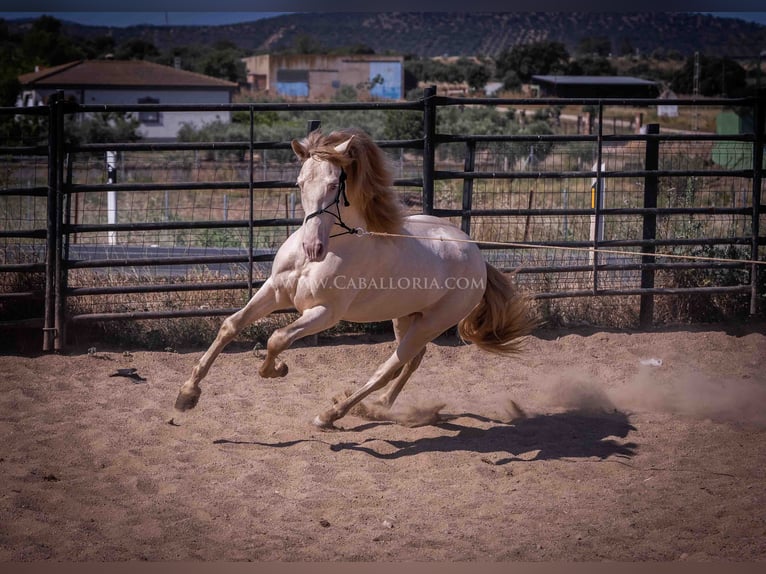 PRE Hingst 4 år 171 cm Perlino in Rafelguaraf