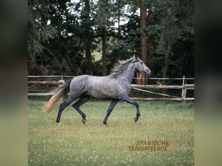 PRE Blandning Hingst 4 år 172 cm Grå in Traventhal