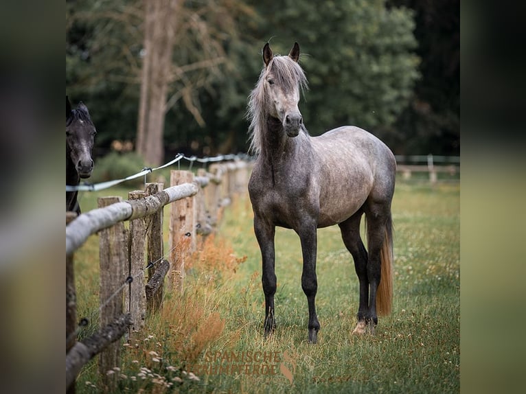 PRE Blandning Hingst 4 år 172 cm Grå in Traventhal