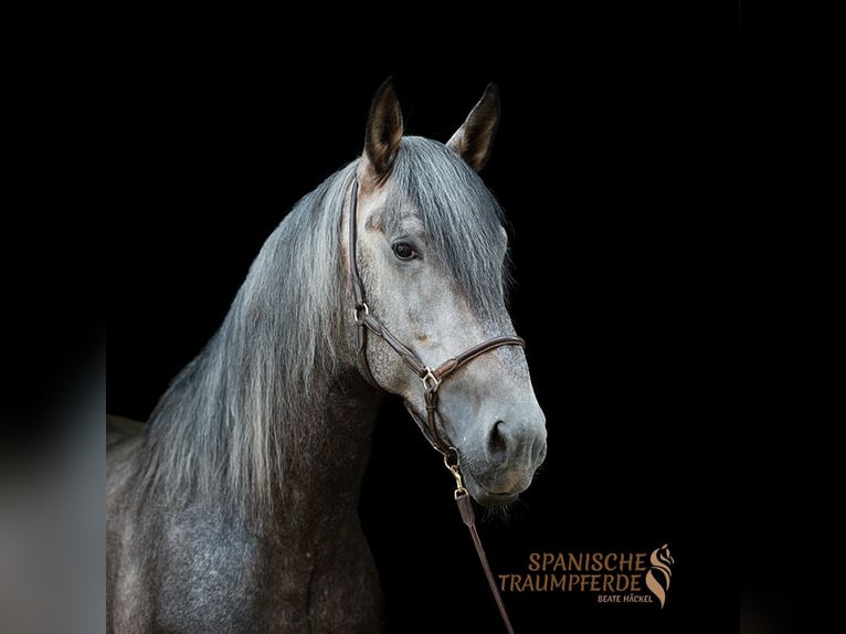 PRE Blandning Hingst 4 år 172 cm Grå in Traventhal