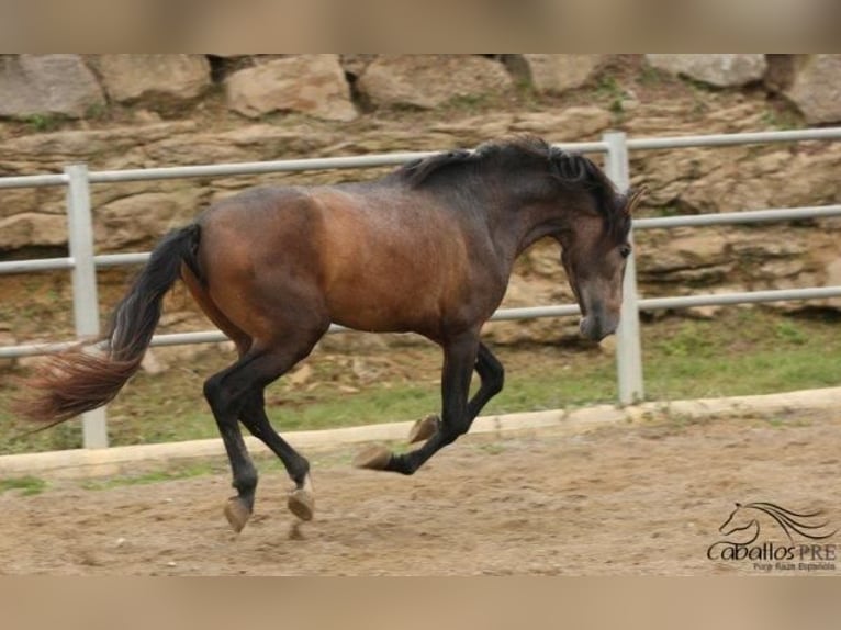 PRE Hingst 4 år 173 cm Grå in Barcelona