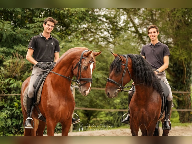 PRE Hingst 4 år 175 cm in Beauvechain