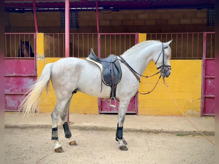 PRE Blandning Hingst 5 år 156 cm Grå in Galaroza