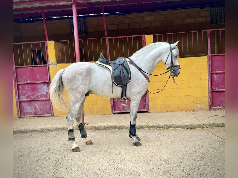 PRE Blandning Hingst 5 år 156 cm Grå in Galaroza