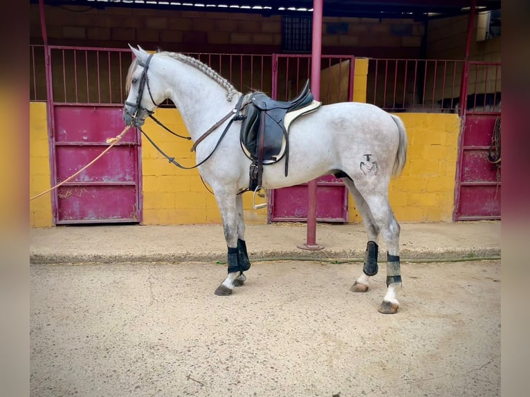 PRE Blandning Hingst 5 år 156 cm Grå in Galaroza