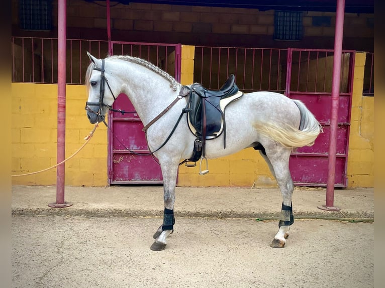 PRE Blandning Hingst 5 år 156 cm Grå in Galaroza