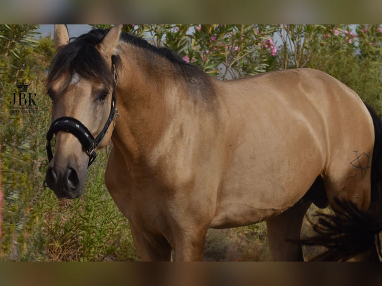 PRE Hingst 5 år 158 cm Black in Tabernas Almeria