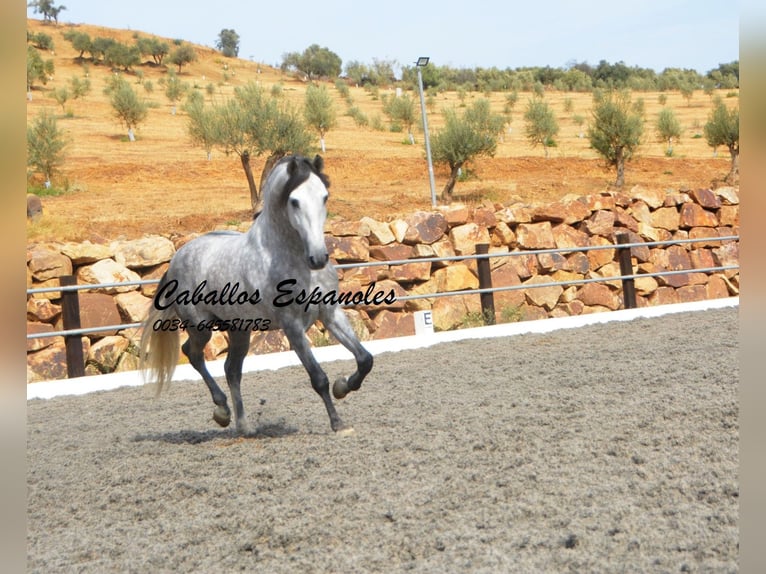 PRE Hingst 5 år 158 cm Grå in Vejer de la Frontera