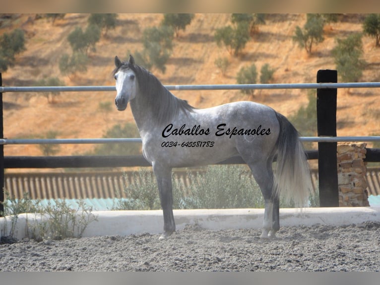PRE Hingst 5 år 158 cm Grå in Vejer de la Frontera