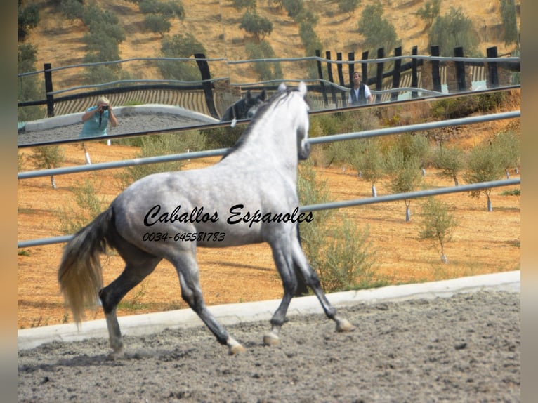 PRE Hingst 5 år 158 cm Grå in Vejer de la Frontera