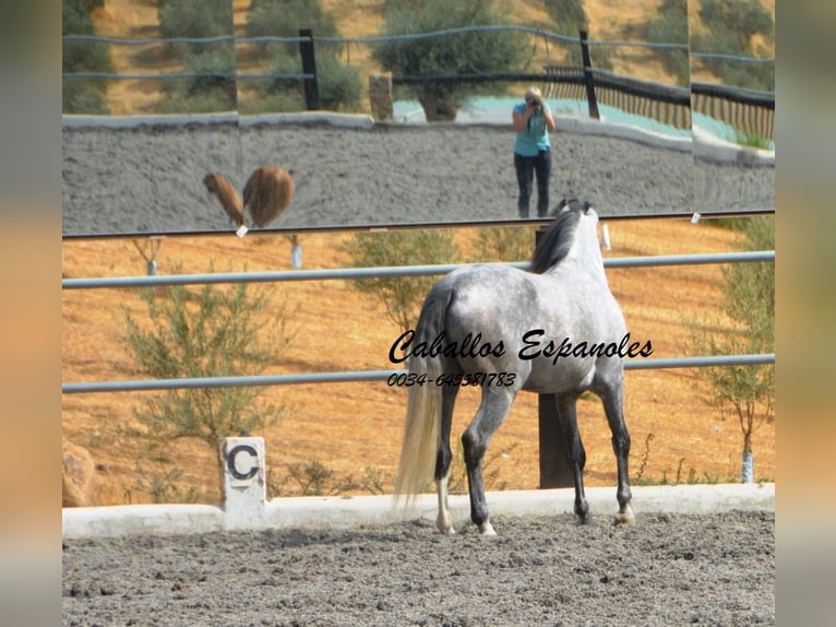 PRE Hingst 5 år 158 cm Grå in Vejer de la Frontera