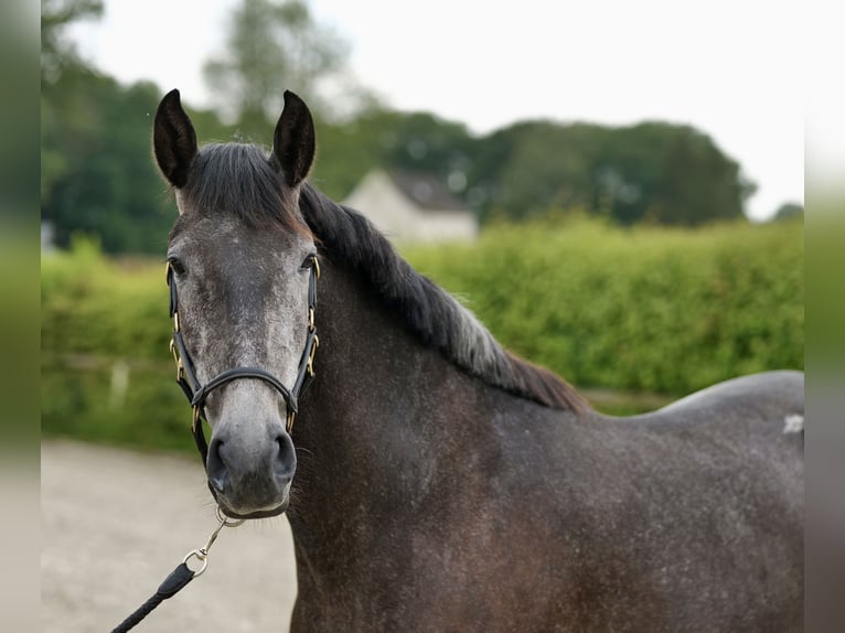 PRE Blandning Hingst 5 år 158 cm Grå-blå-brun in Neustadt (Wied)