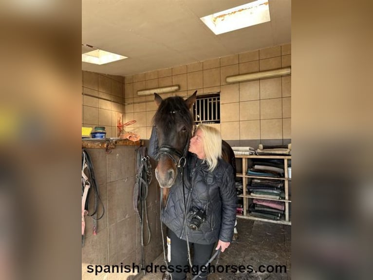 PRE Blandning Hingst 5 år 158 cm Mörkbrun in Barcelona