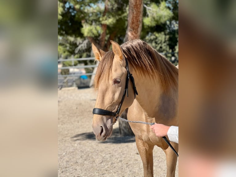 PRE Hingst 5 år 160 cm Champagne in Archena