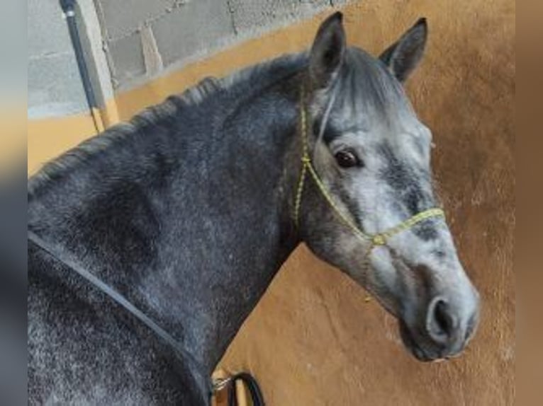 PRE Blandning Hingst 5 år 160 cm Grå in MADRID