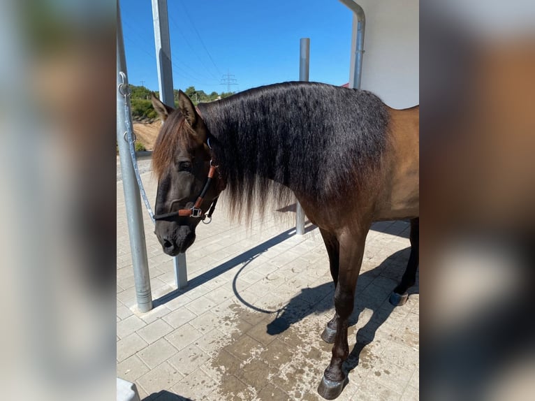 PRE Hingst 5 år 160 cm Svart in Winnenden