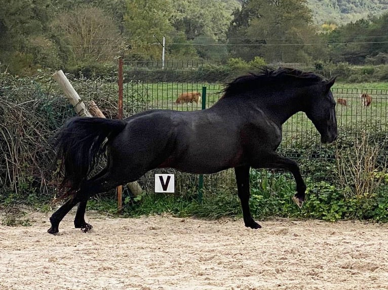 PRE Blandning Hingst 5 år 161 cm Svart in Navas Del Madroño