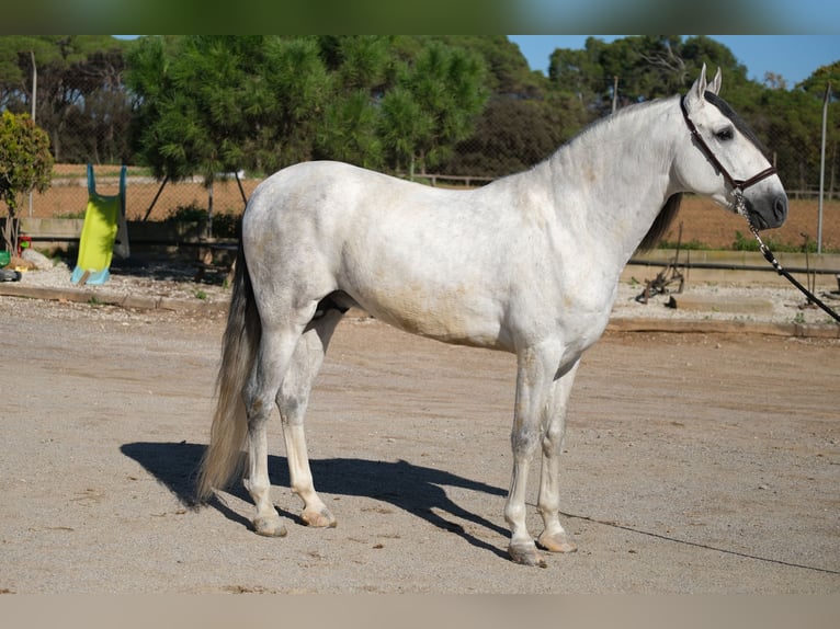 PRE Blandning Hingst 5 år 162 cm Grå in Hamburg