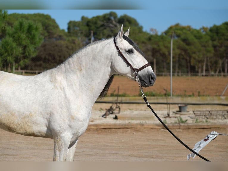 PRE Blandning Hingst 5 år 162 cm Grå in Hamburg