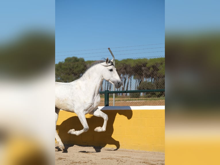 PRE Blandning Hingst 5 år 162 cm Grå in Hamburg