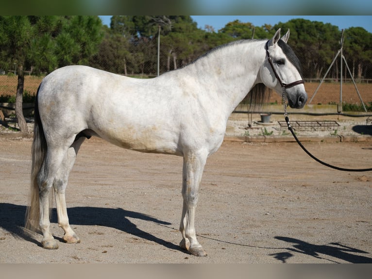 PRE Blandning Hingst 5 år 162 cm Grå in Hamburg