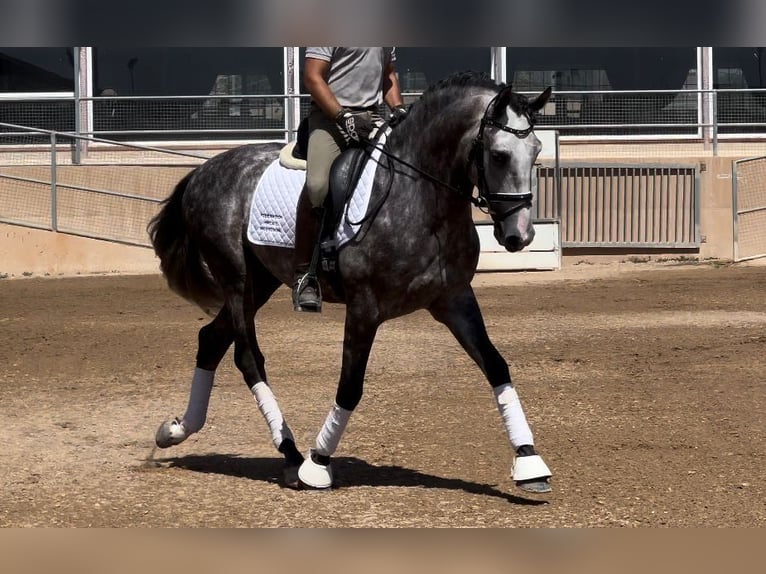 PRE Hingst 5 år 162 cm Grå-mörk-brun in Valencia