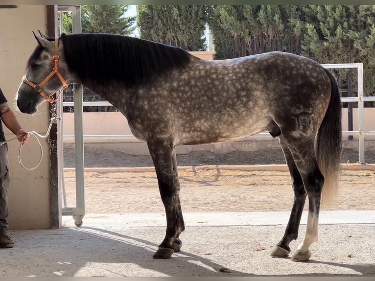 PRE Hingst 5 år 162 cm Grå-mörk-brun in Valencia