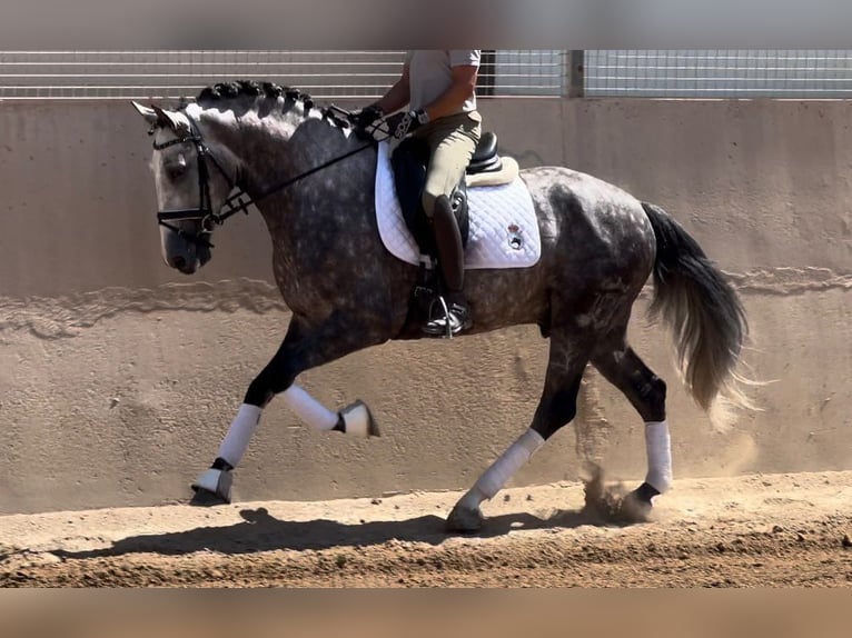 PRE Hingst 5 år 162 cm Grå-mörk-brun in Valencia